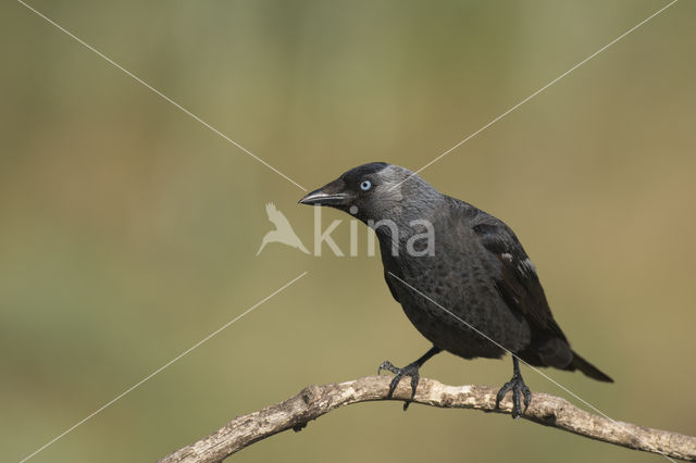 Eurasian Jackdaw (Corvus monedula)