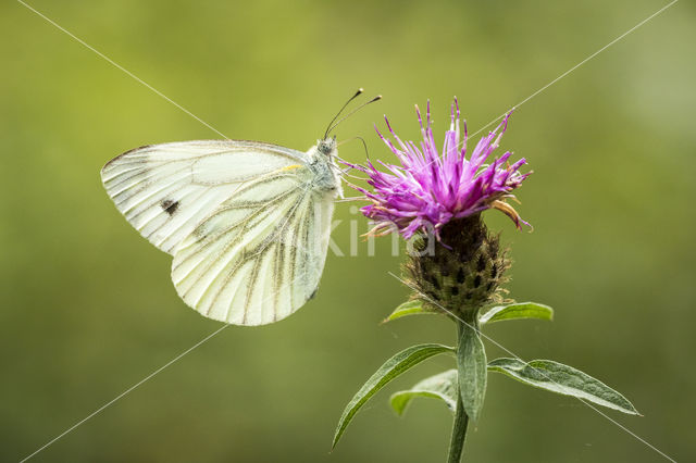 Klein geaderd witje (Pieris napi)