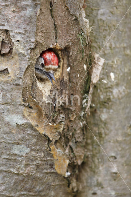 Kleine Bonte Specht (Dendrocopos minor)