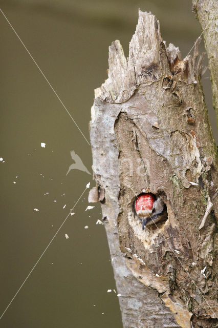 Kleine Bonte Specht (Dendrocopos minor)