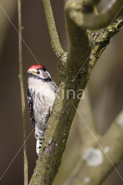 Lesser Spotted Woodpecker (Dendrocopos minor)