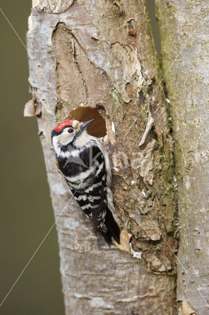 Kleine Bonte Specht (Dendrocopos minor)