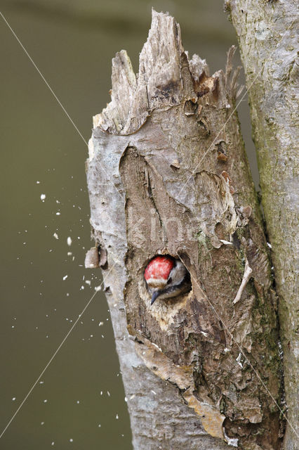 Kleine Bonte Specht (Dendrocopos minor)