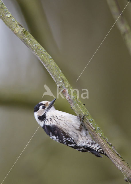 Lesser Spotted Woodpecker (Dendrocopos minor)