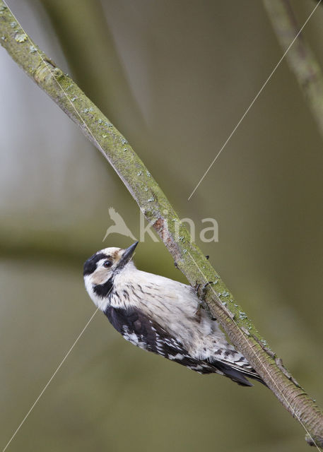 Kleine Bonte Specht (Dendrocopos minor)