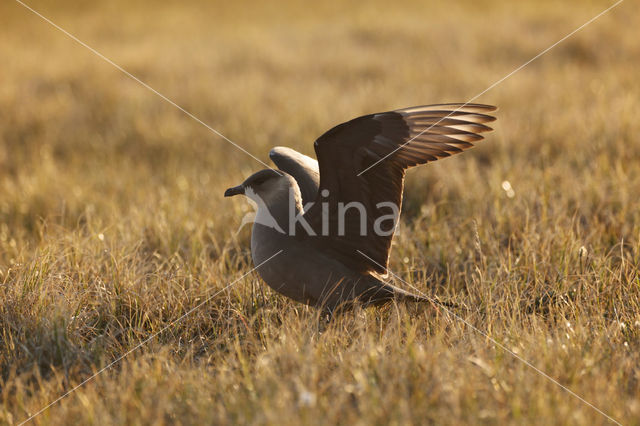 Kleine Jager (Stercorarius parasiticus)