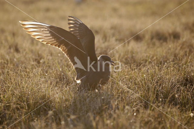 Parasitic Jaeger (Stercorarius parasiticus)