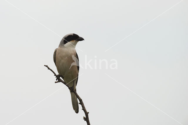 Lesser Grey Shrike (Lanius minor)