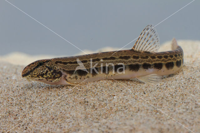 Spined Loach (Cobitis taenia)