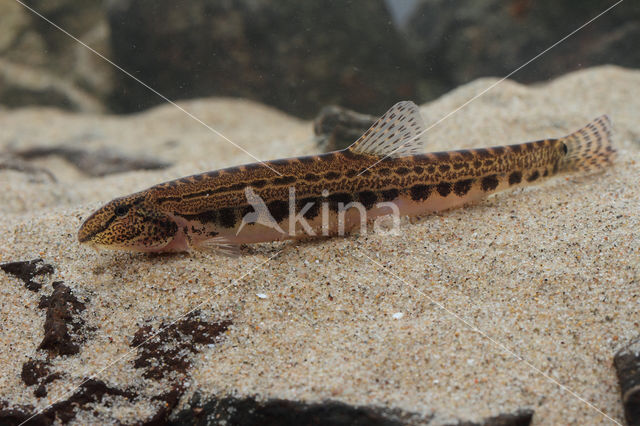 Kleine modderkruiper (Cobitis taenia)