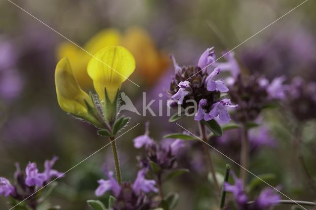 Kleine steentijm (Clinopodium acinos)