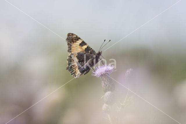 Kleine vos (Aglais urticae)