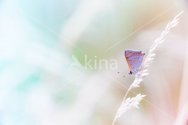 Small Copper (Lycaena phlaeas)