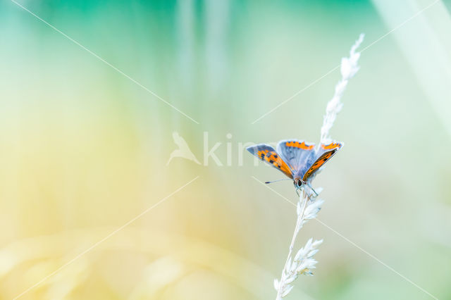 Kleine vuurvlinder (Lycaena phlaeas)