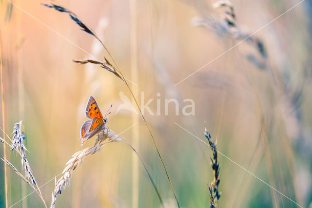 Small Copper (Lycaena phlaeas)