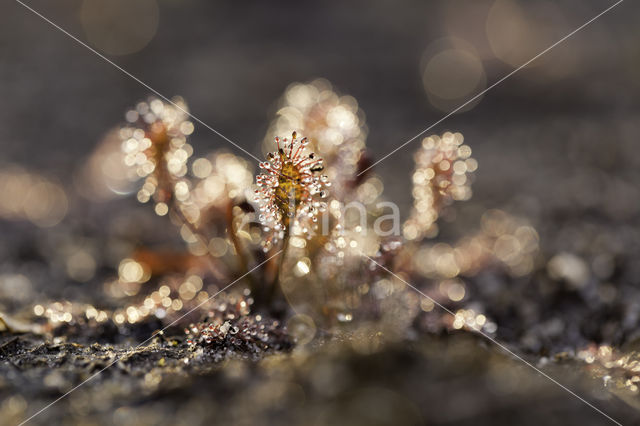 Kleine zonnedauw (Drosera intermedia)