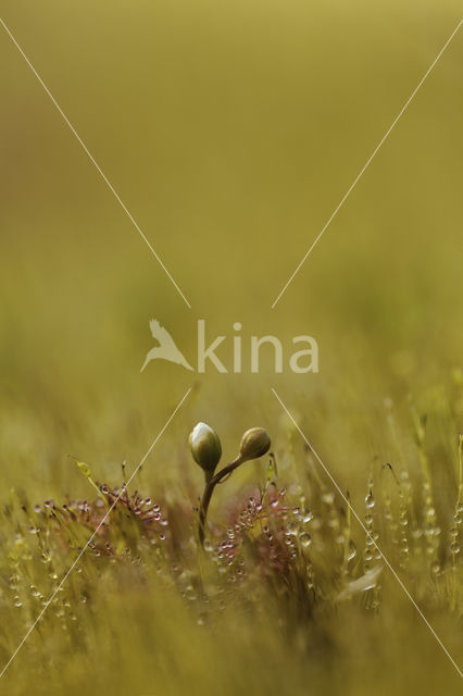 Oblong-leaved Sundew (Drosera intermedia)