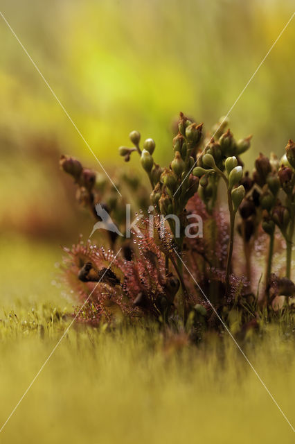 Kleine zonnedauw (Drosera intermedia)