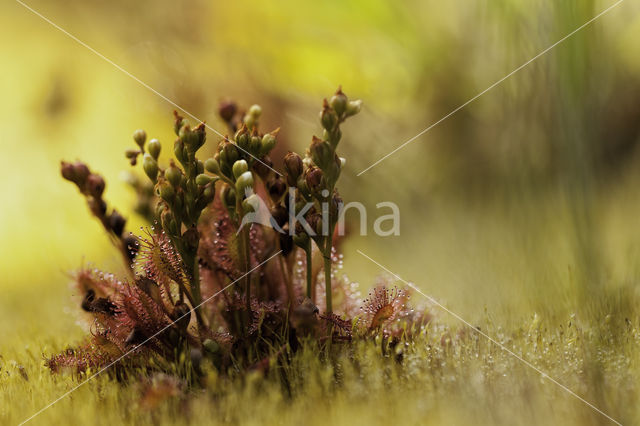 Kleine zonnedauw (Drosera intermedia)