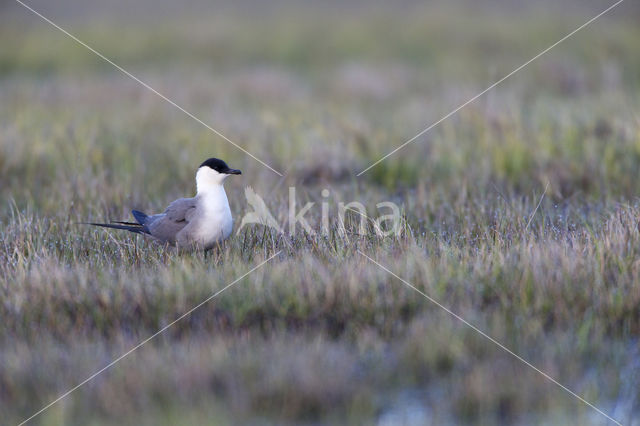 Long-tailed Jaeger (Stercorarius longicaudus)