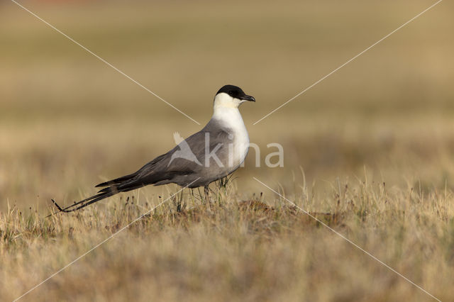 Long-tailed Jaeger (Stercorarius longicaudus)