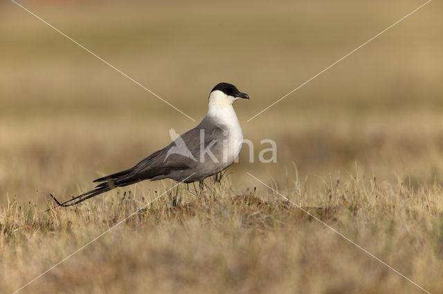 Kleinste Jager (Stercorarius longicaudus)