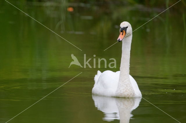 Knobbelzwaan (Cygnus olor)