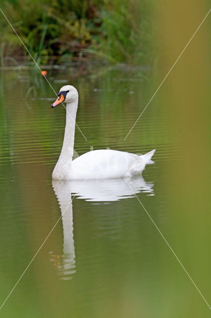 Knobbelzwaan (Cygnus olor)