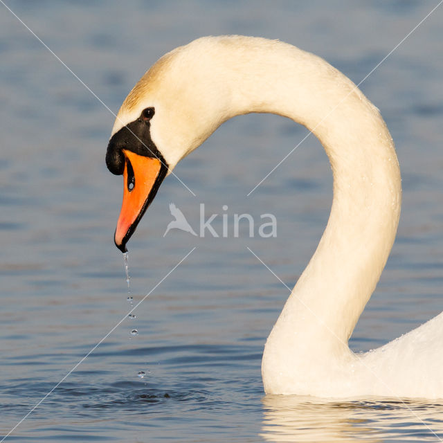 Knobbelzwaan (Cygnus olor)