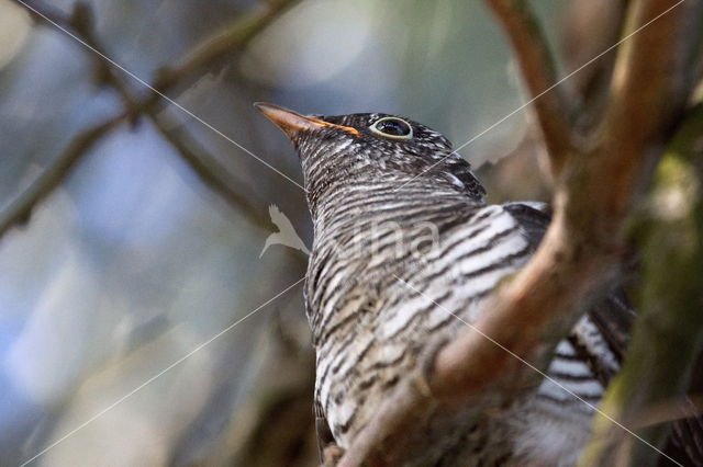 Common Cuckoo (Cuculus canorus)