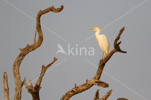 Cattle Egret (Bubulcus ibis)