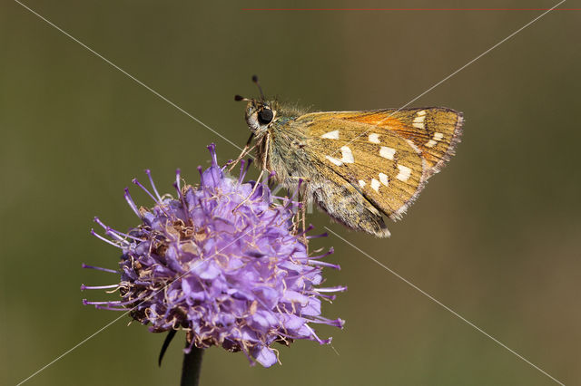 Silver-spotted Skipper (Hesperia comma)