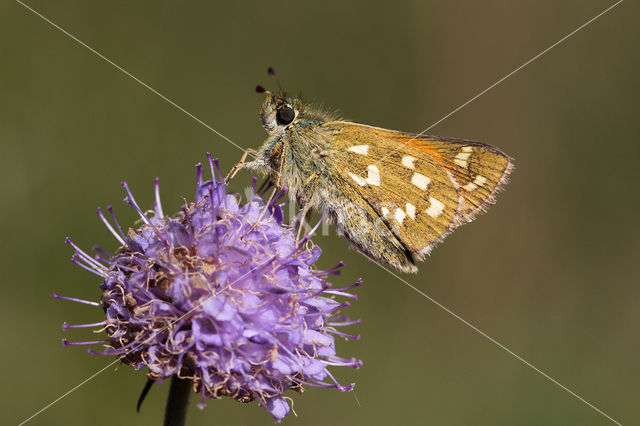 Silver-spotted Skipper (Hesperia comma)