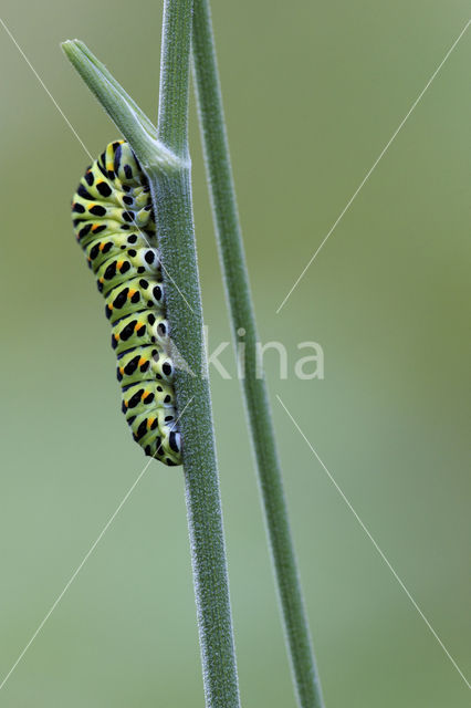 Swallowtail (Papilio machaon)