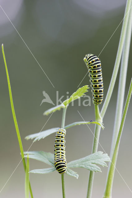 Swallowtail (Papilio machaon)