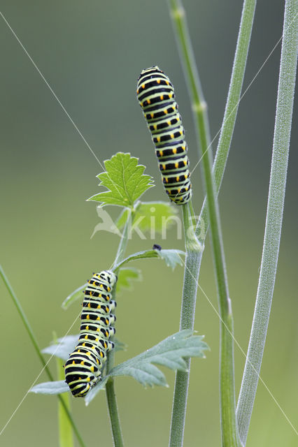 Koninginnepage (Papilio machaon)