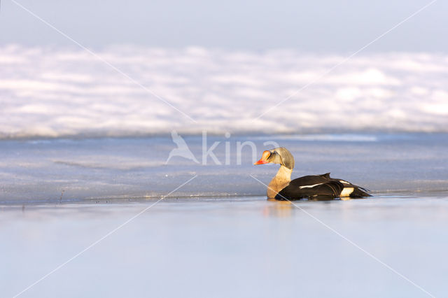 King Eider (Somateria spectabilis)