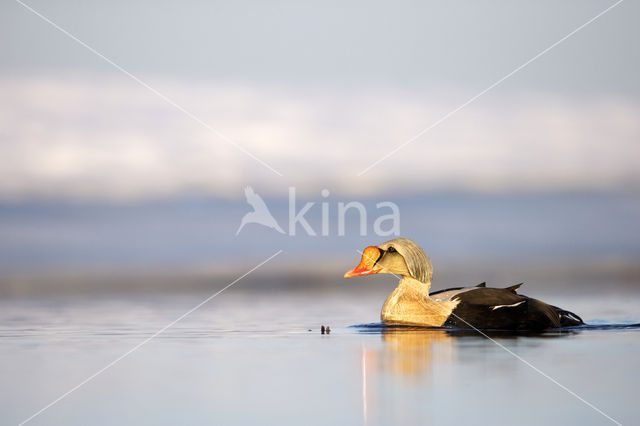 King Eider (Somateria spectabilis)