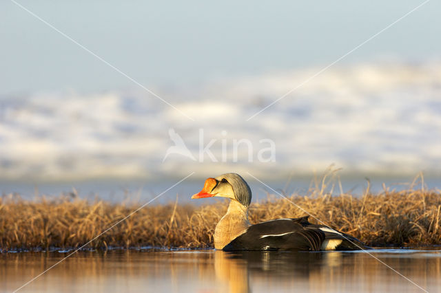 King Eider (Somateria spectabilis)