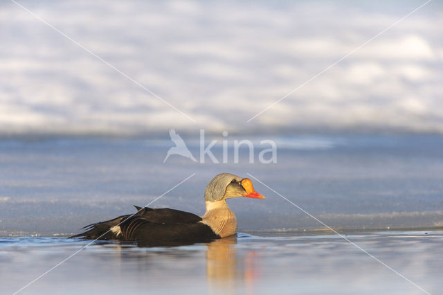 King Eider (Somateria spectabilis)