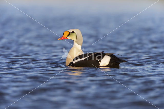 King Eider (Somateria spectabilis)