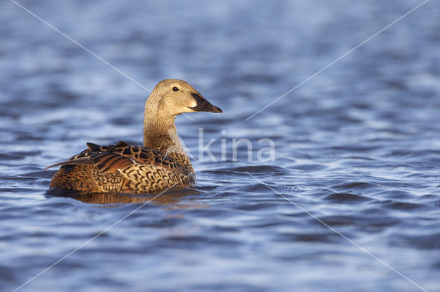 King Eider (Somateria spectabilis)