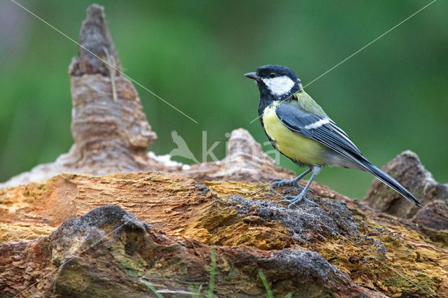 Koolmees (Parus major)