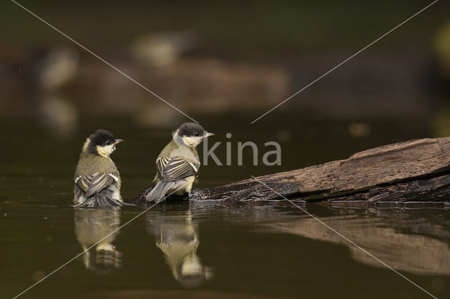 Koolmees (Parus major)