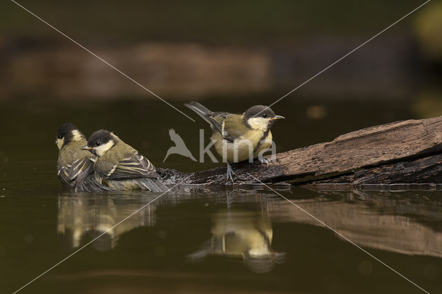 Koolmees (Parus major)