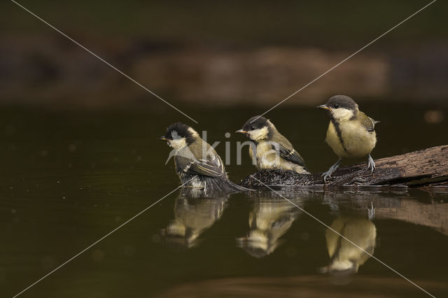 Koolmees (Parus major)