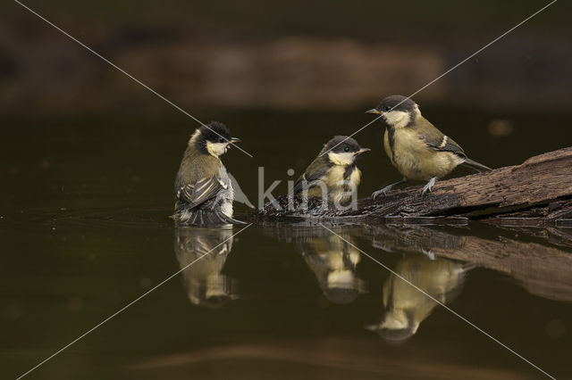 Koolmees (Parus major)