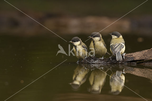 Koolmees (Parus major)