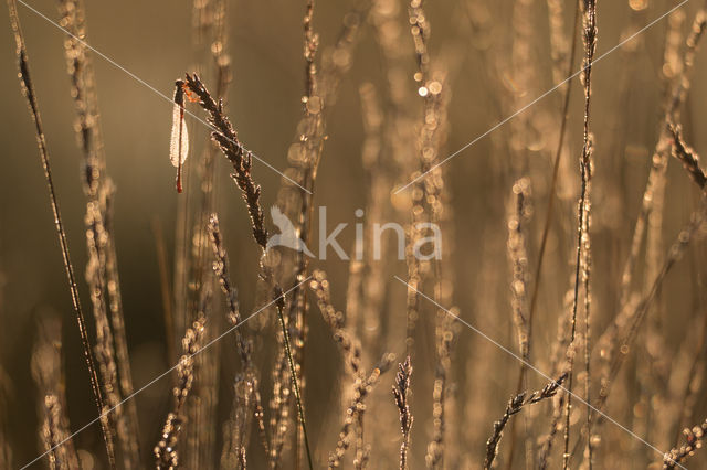 Koraaljuffer (Ceriagrion tenellum)