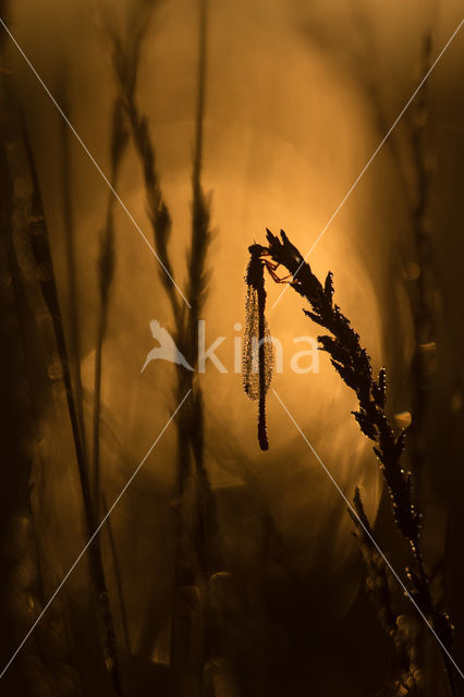 Koraaljuffer (Ceriagrion tenellum)